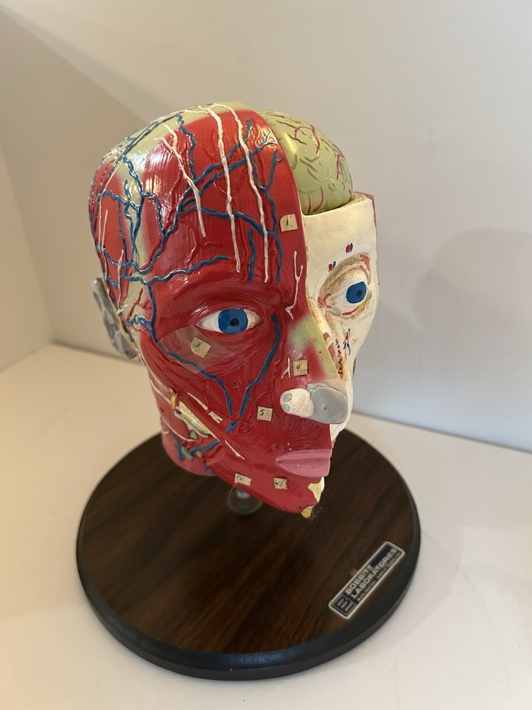 Bobbitt Laboratories Anatomical Half Head Model Removable Brain Medical Teaching