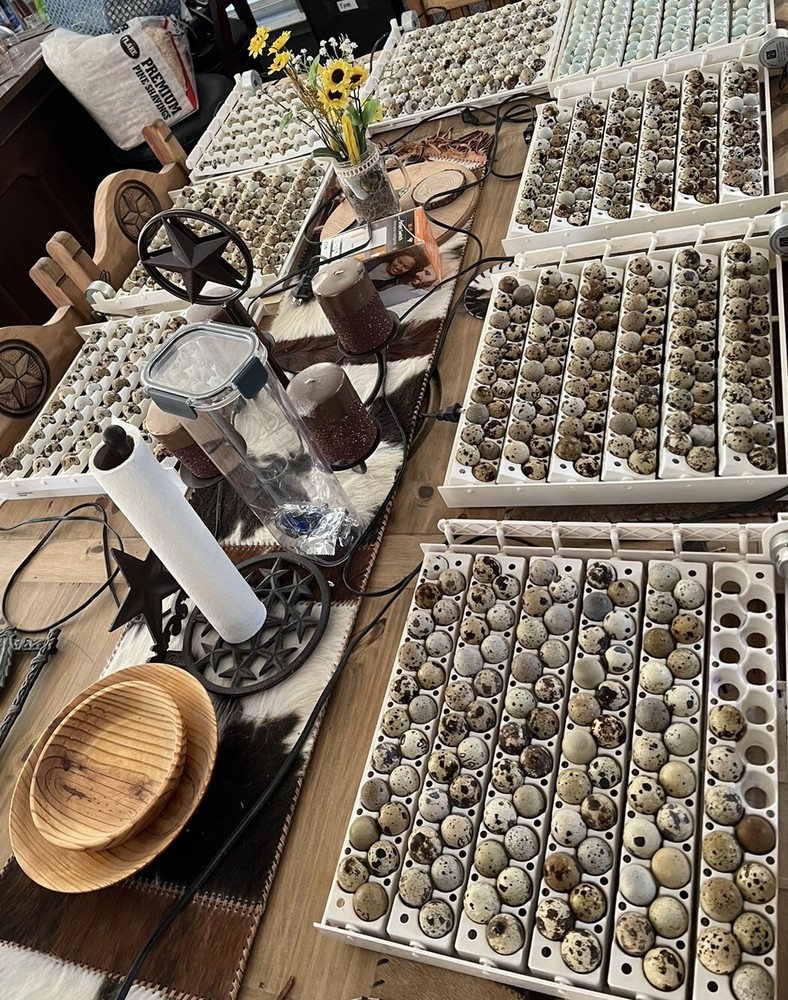 12+ Tuxedo Coturnix Hatching Eggs By Buddy’s Hatchery