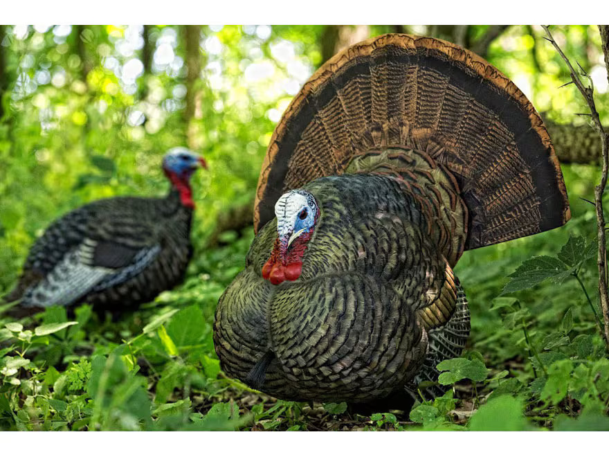 Avian X LCD Strutter Turkey Decoy