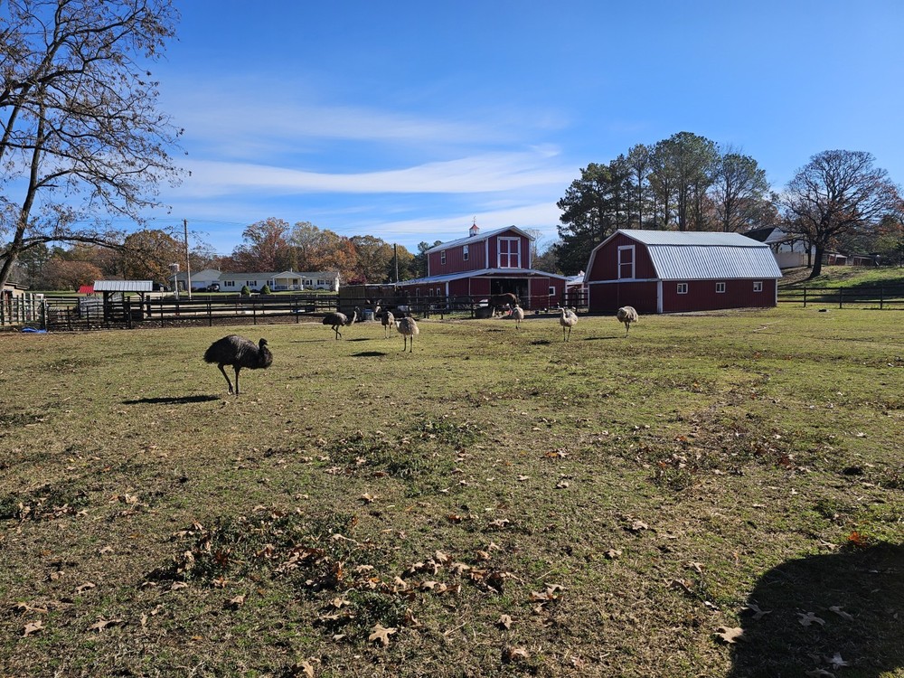 2 Emu Hatching Eggs White Blonde Normals