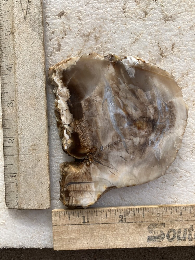 Petrified Wood Slab
