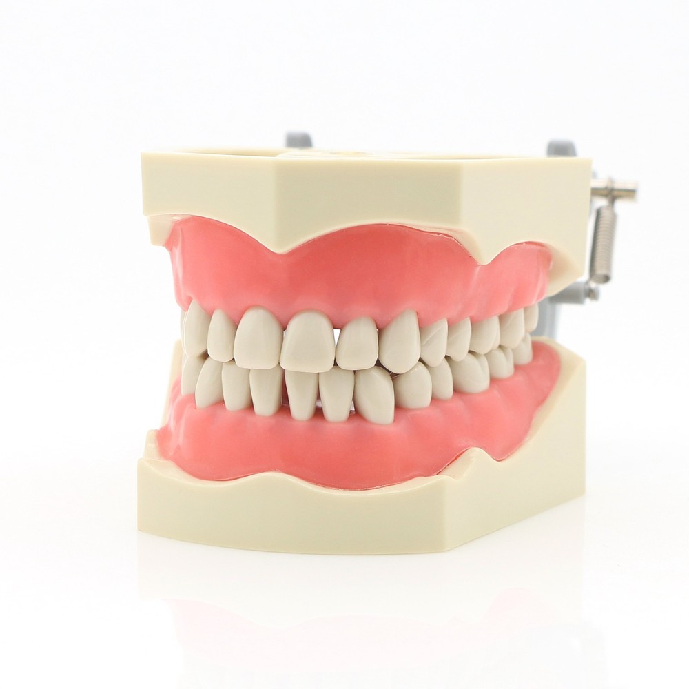 Columbia Dentoform 860 Dental Typodont Model 32pcs Removable Teeth Mounting Pole