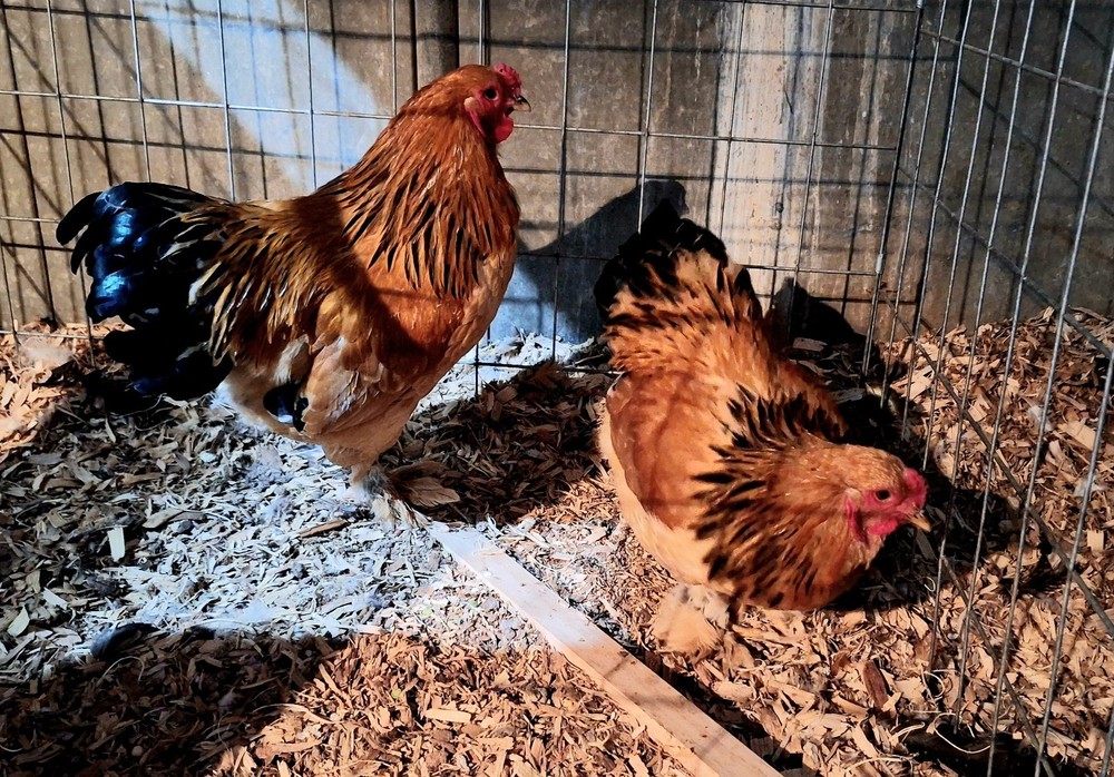 7 + Buff Bantam Brahma Hatching Eggs From Our Show Lines!!!