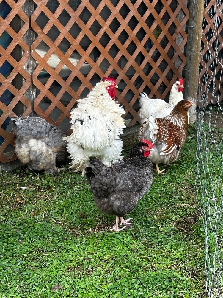 Frizzle BYM Hatching Eggs x12++