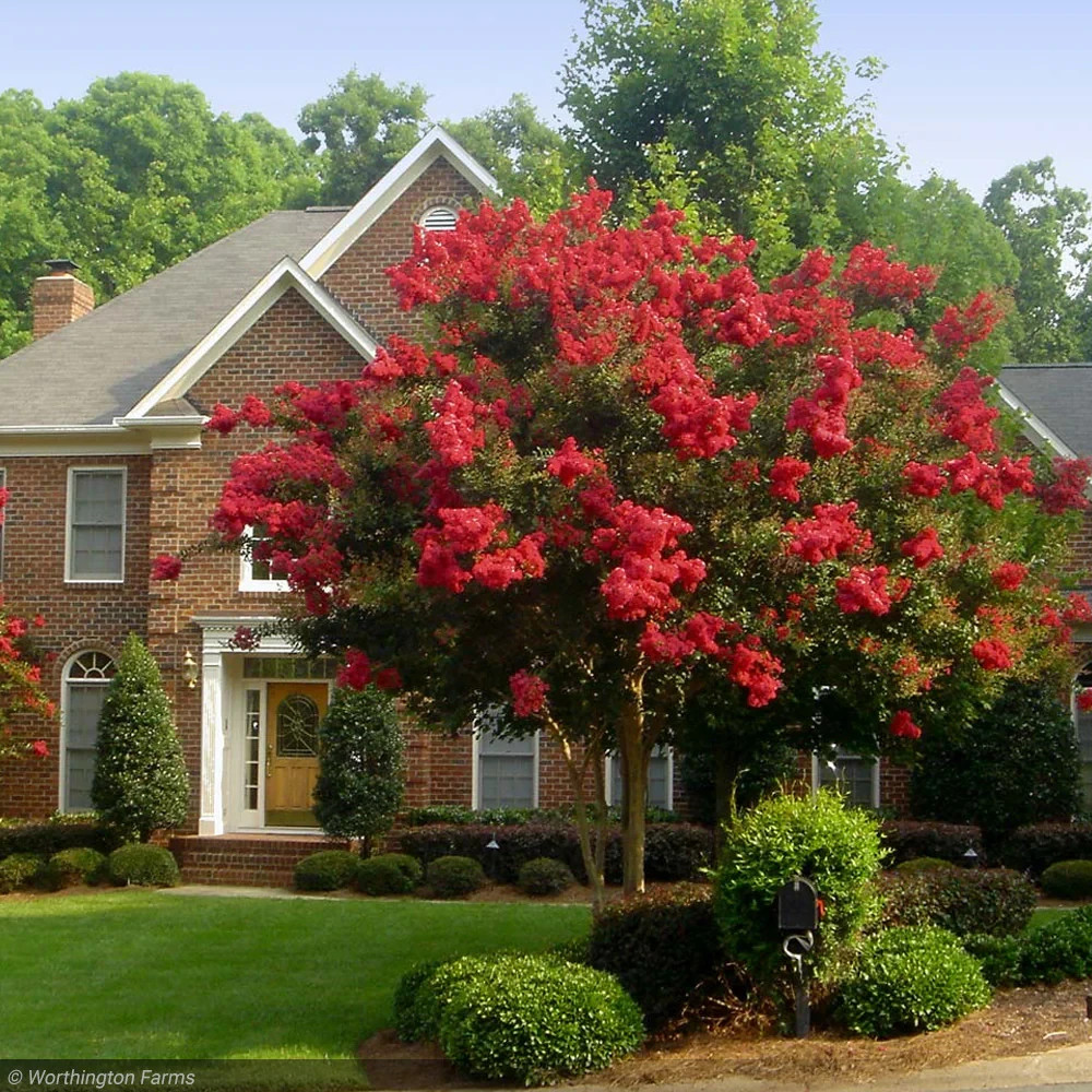 5 Red Crape Myrtle 12-18" Tall Starter Shrub Bare Root