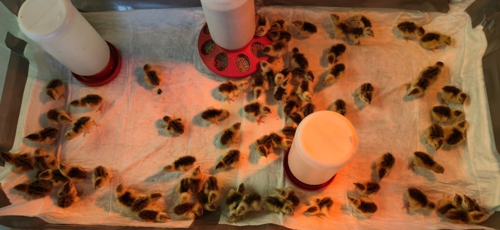 54 Celadon Coturnix Quail Hatching Eggs, True Blue