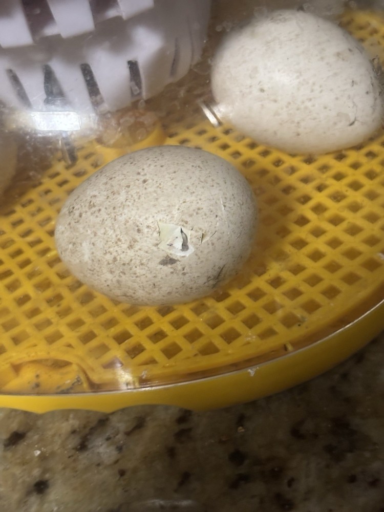 Black heritage Turkey Hatching eggs (4 + up to 2 extra)