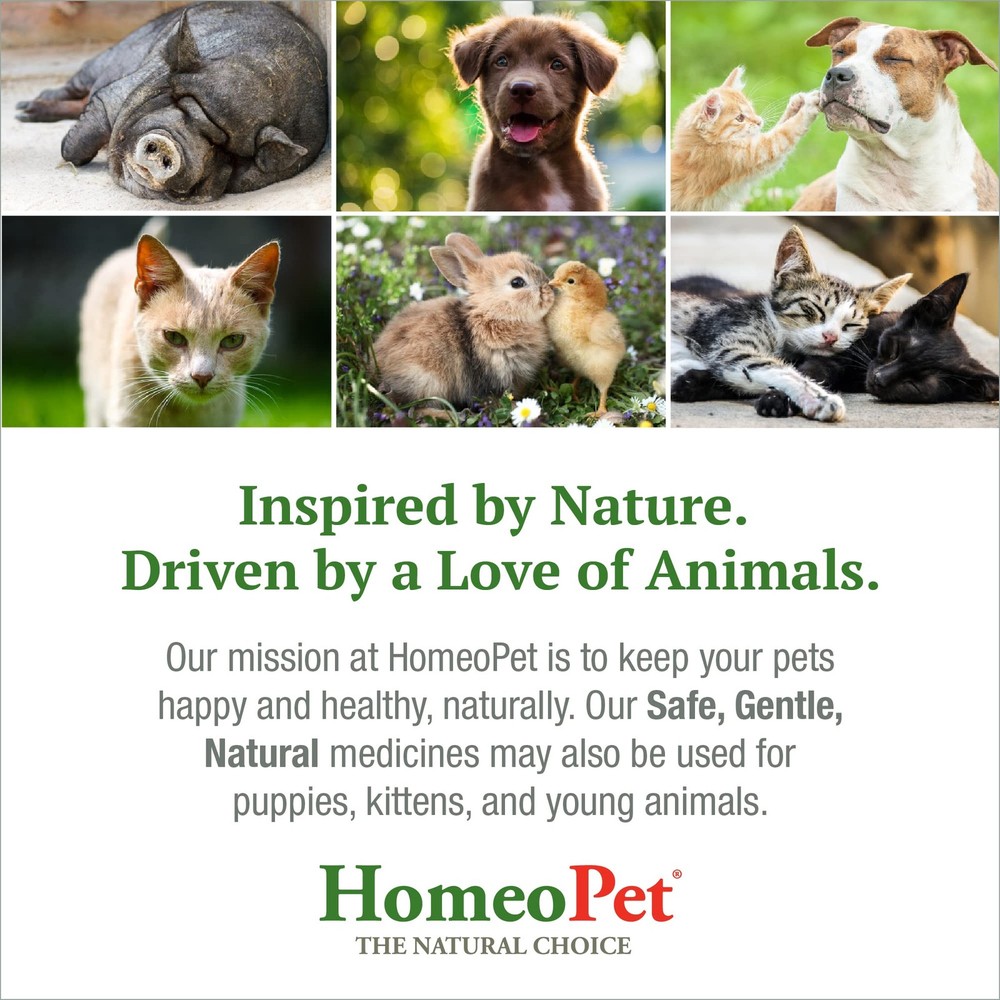 Natural Cat Digestive Support for Upsets - 15ml Safe Solution