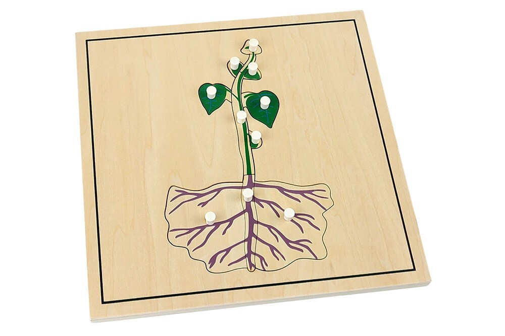 Growing Process Puzzles - MONTESSORI BIOLOGY / BOTANY MATERIALS