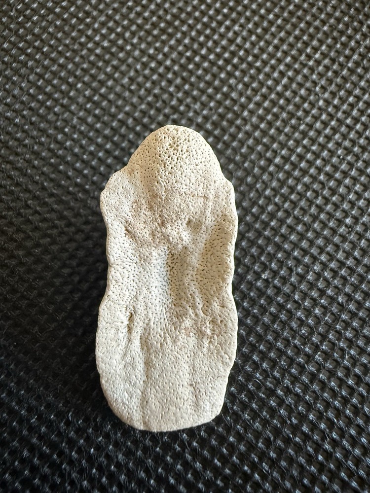 Fossil Ray Dermal Denticle 1.35” in Matrix Bone Valley, FL