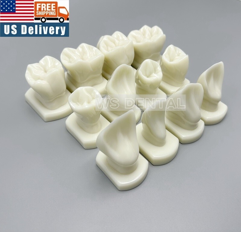 Dental Teeth Form Models OrthodonticTypodont Model For Lab Teaching Tooth Study