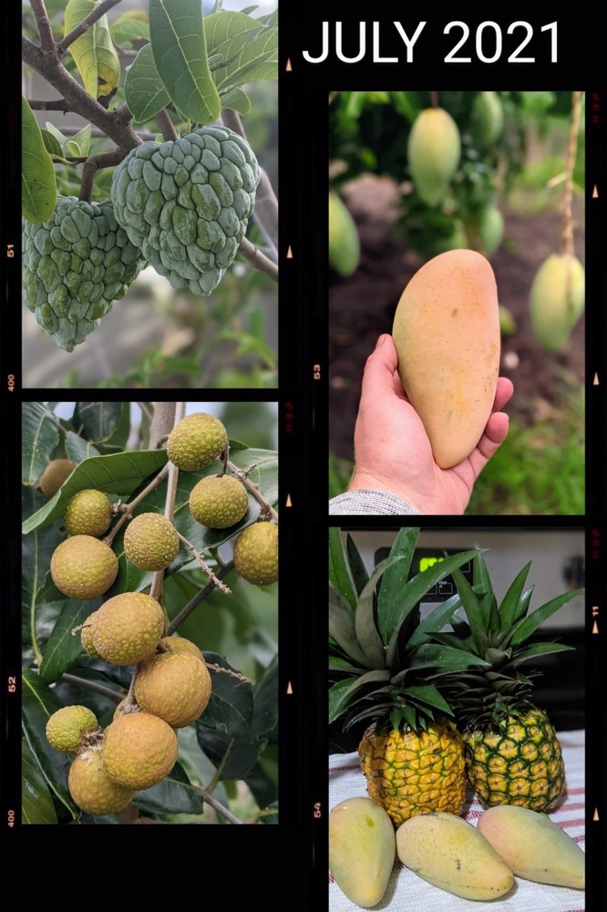 Mango Scion Pack – 5 Nam Doc Mai | Fresh Cut