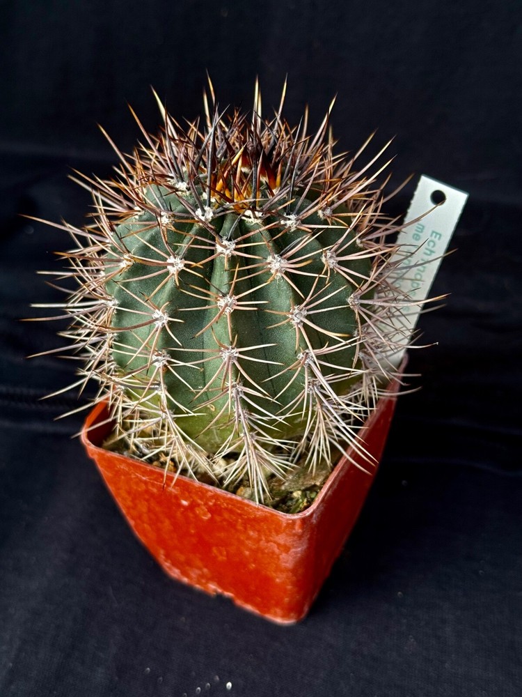 Echinopsis melanopotamica, cactus plant