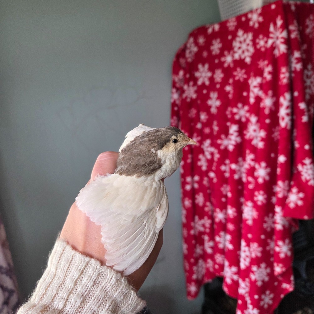 10+ Fresh Button Quail Fertile Hatching Eggs