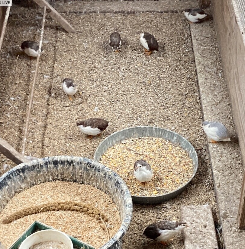 20 White & Tuxedo BUTTON QUAIL EGGS ships USPS PRIORITY @ your risk READ ALL