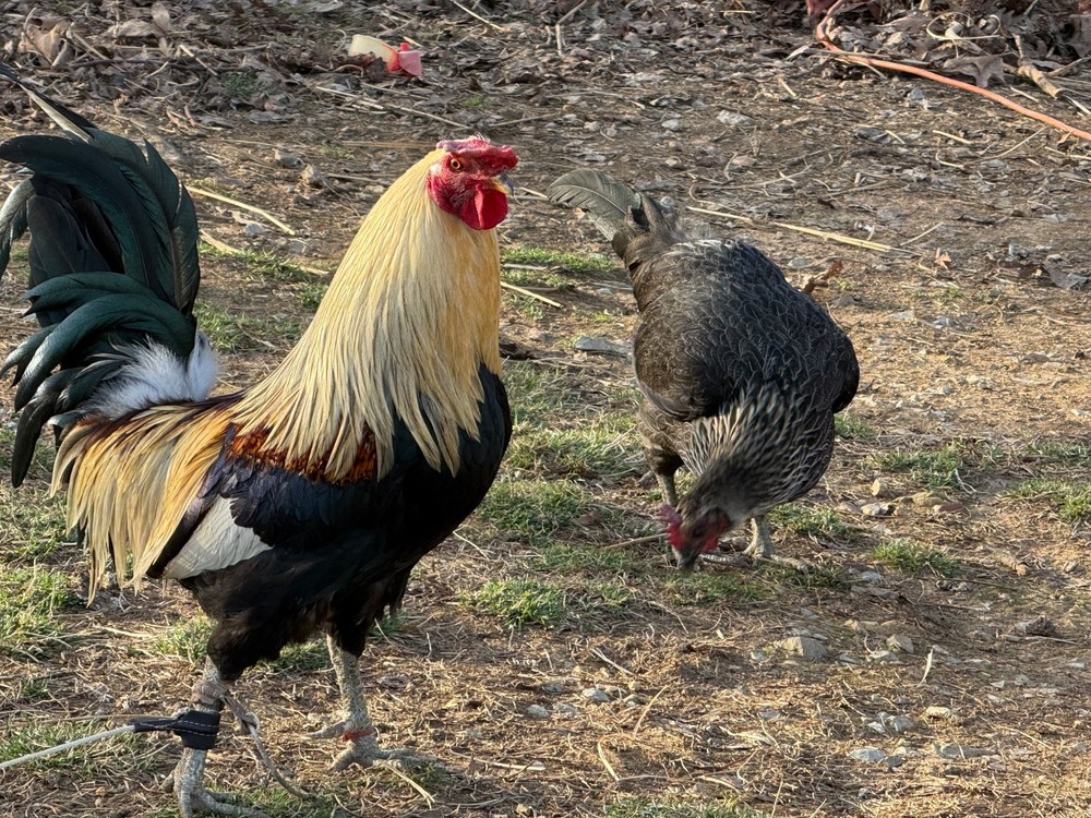 10+ Pure Harold Brown Grey Chicken Eggs