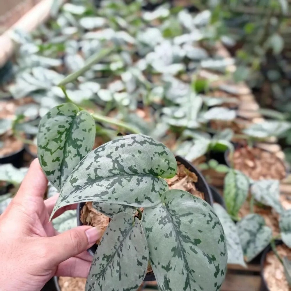 Scindapsus Silver Lady with Phytosanitary Certificate / DHL Express