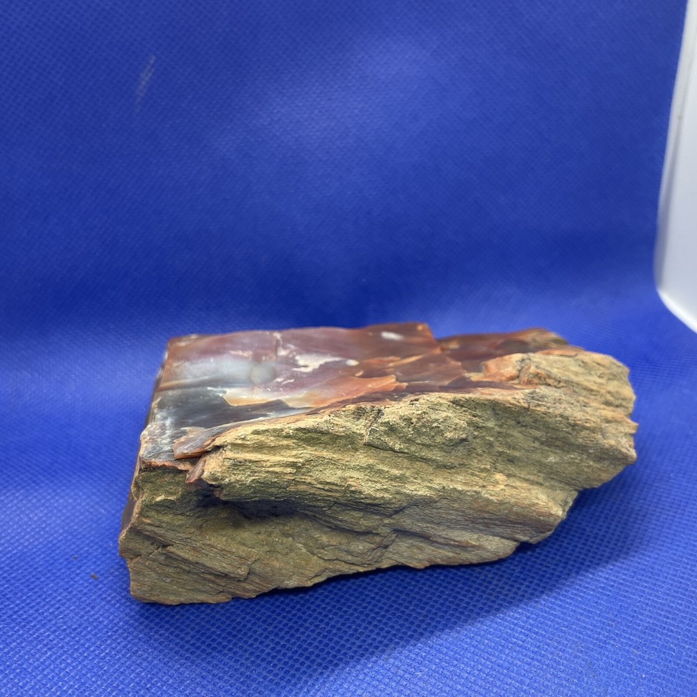 petrified wood slab