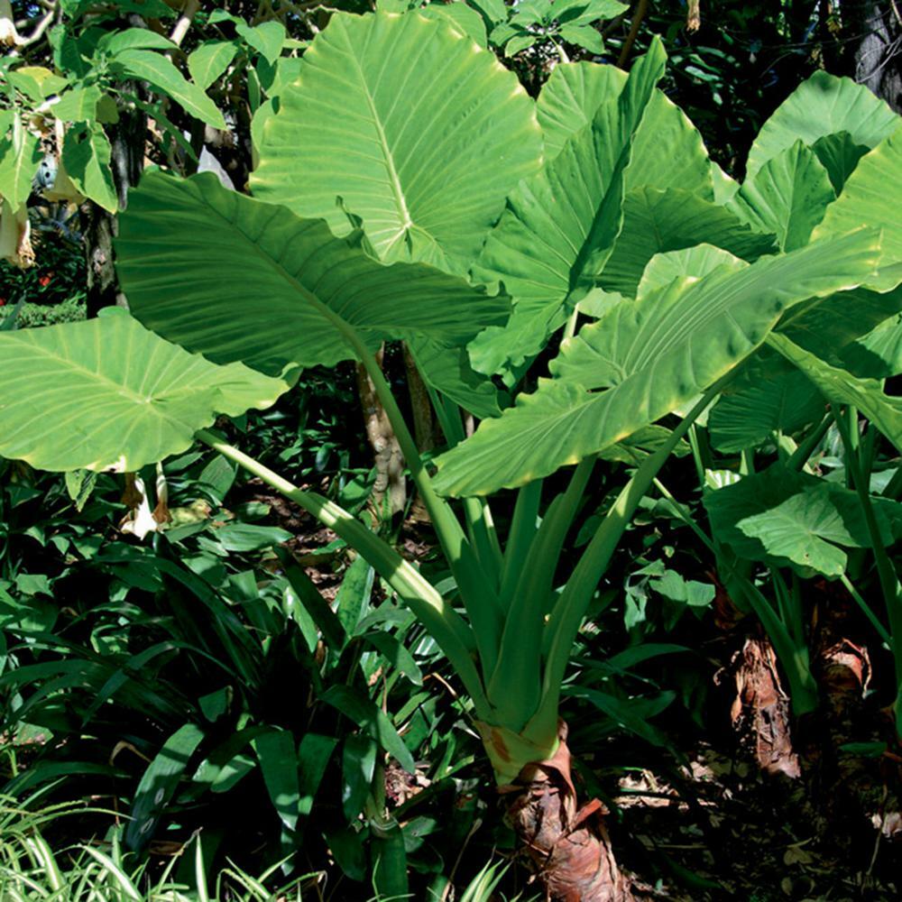 6 Red hot Poker Plant Bareroots