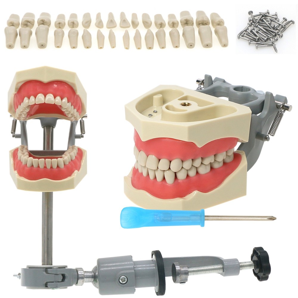 US Columbia Dentoform 860 Type Dental Typodont Model with 32Pcs Removable Teeth
