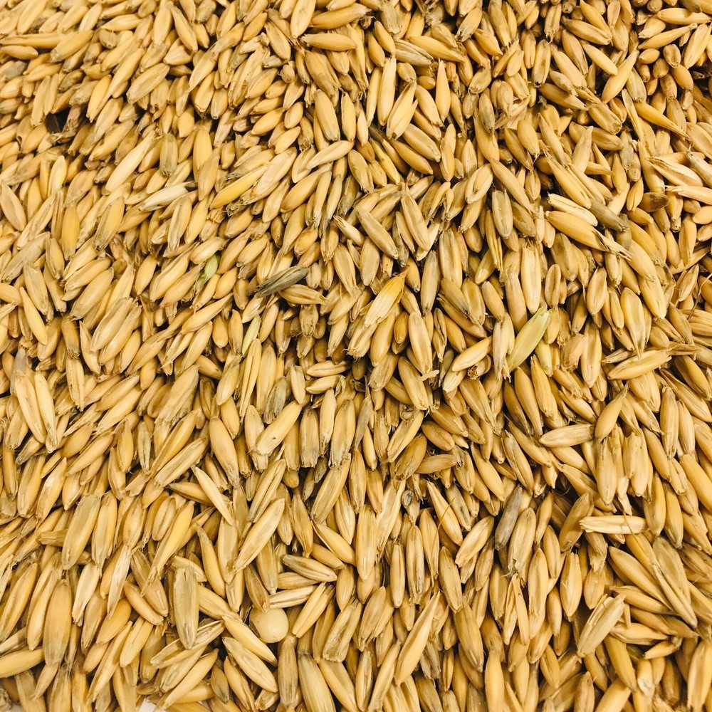 Whole Grain Oats Animal Feed Unhulled