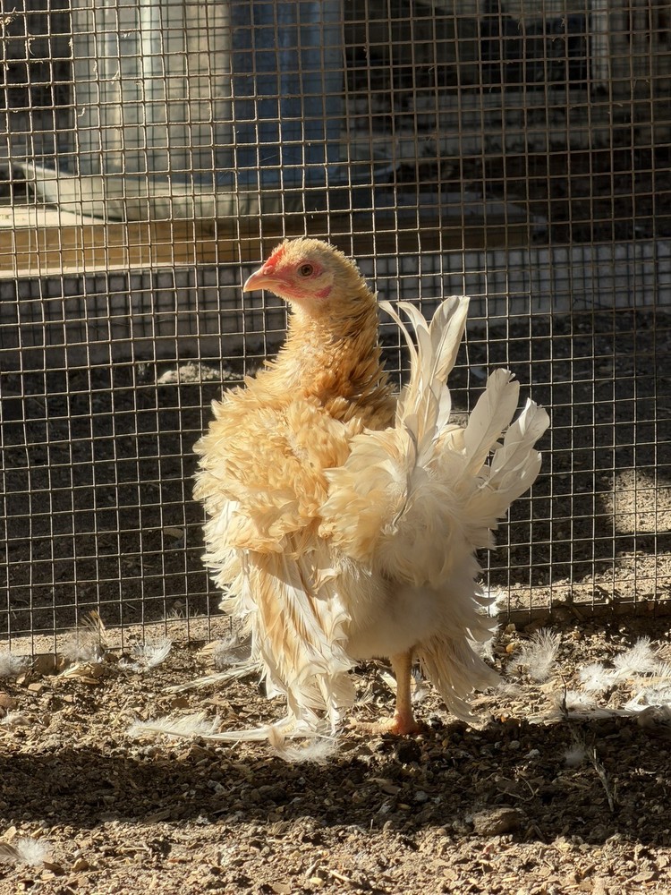 12 ++ Serama Hatching eggs NPIP/AI and PT Clean