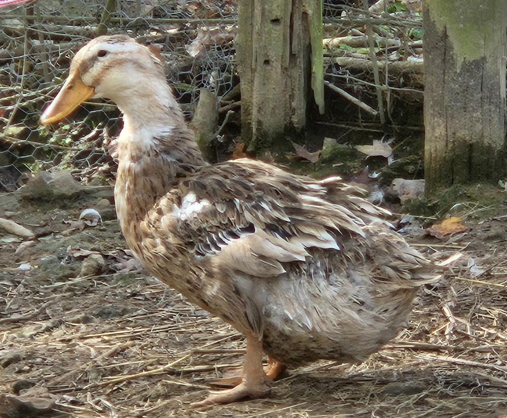 6 Silver Appleyard Duck Hatching Eggs