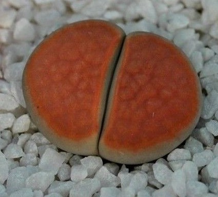 MIX LITHOPS SEEDS 100 PCS 2020 harvest /approximately 20 species/
