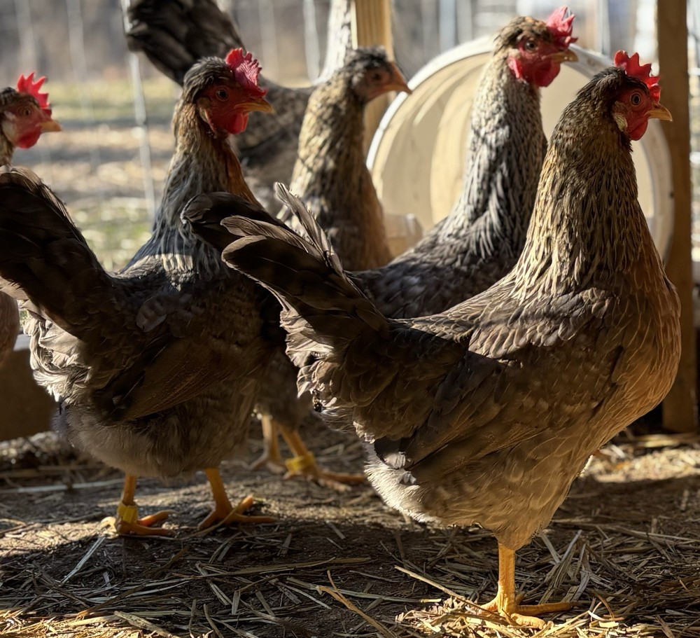 Cream Legbar Hatching Eggs (12 Eggs)