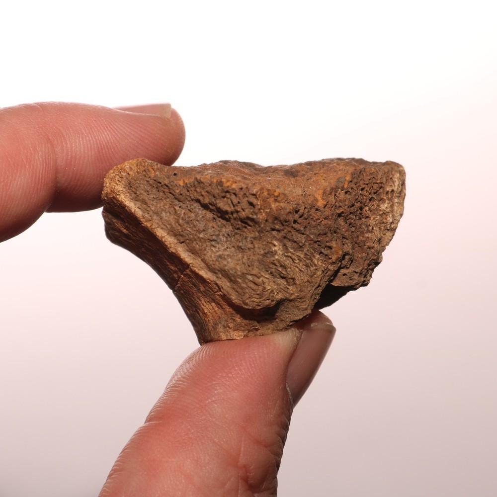 Very Nice Dinosaur Vertebrae Process Bone Fossil Hell Creek Formation Cretaceous