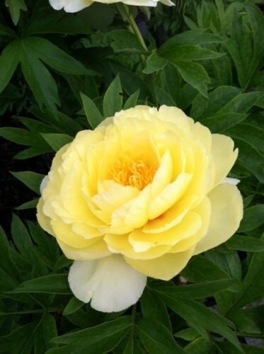 Bartzella Itoh Bareroot Peony, 2-3 Eye, Great for Fall or Spring Planting!