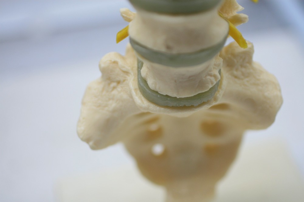 Voltaren GEIGY Vertebral Column Anatomical Model E1