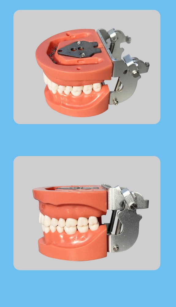 Dental 32PCS Teeth Model With Removable Teeth Training With a screwdriver