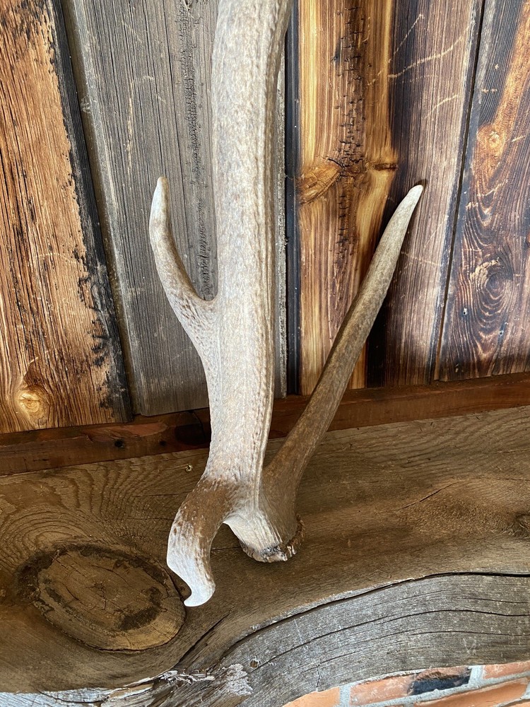 Unique “Freak” Elk Shed ~ Antler