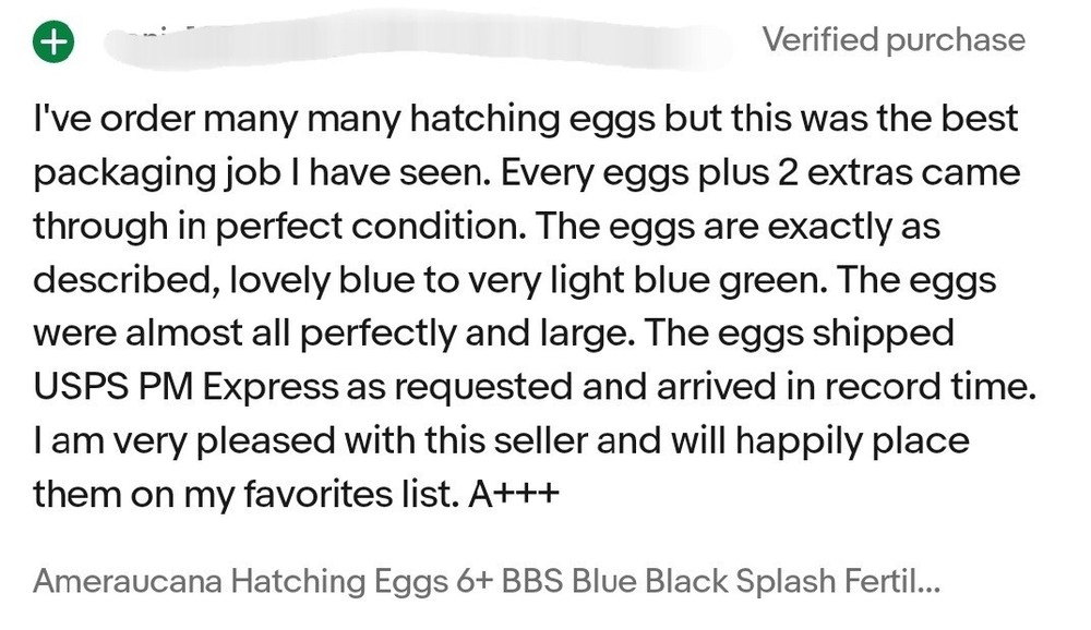 Whiting True Blue Fertile Hatching Eggs (12 Eggs | One Dozen)