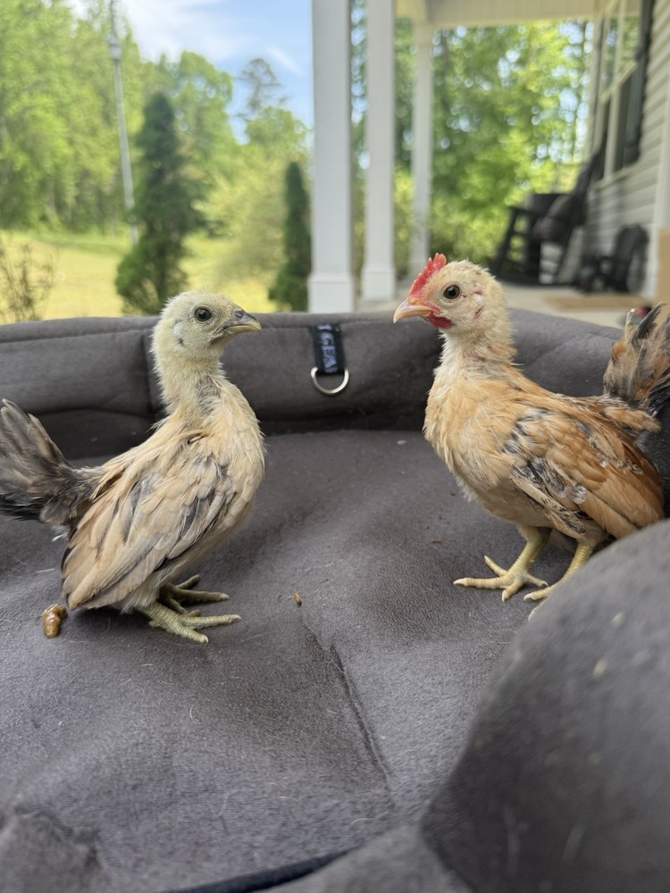 6++ Serama Chicken Hatching Eggs