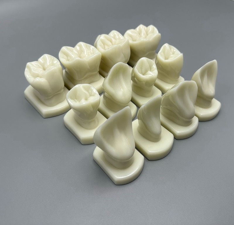12pcs Dental Teeth Form Models For Lab Teaching Tooth Study Ortho Typodont Model