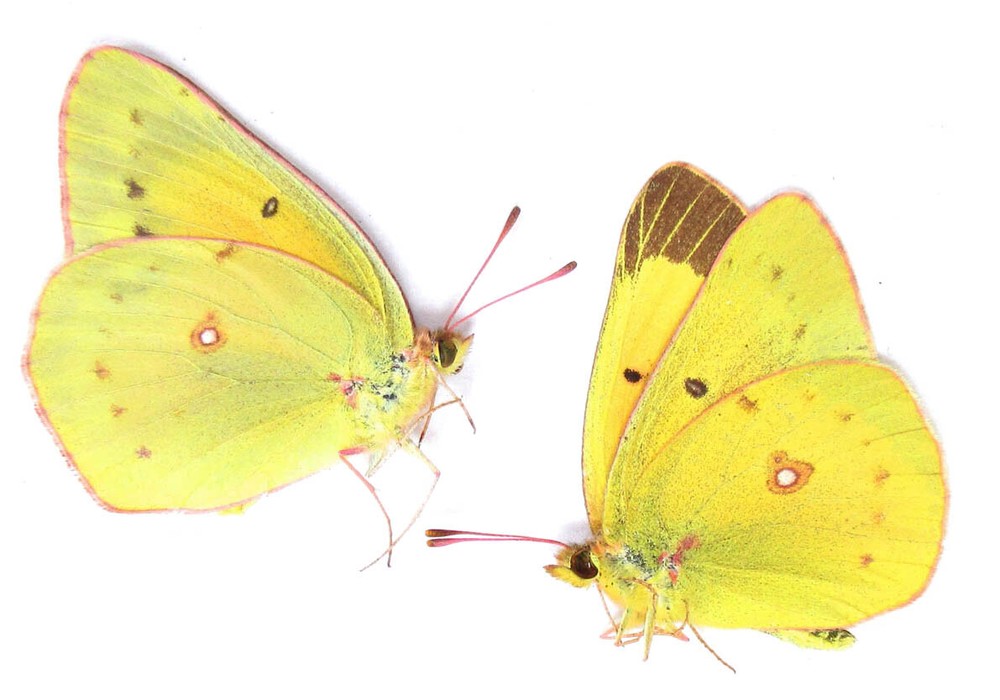 COLIAS EURYTHEME 1M1F (USA. CA)