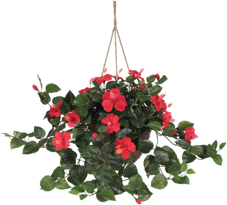 Hibiscus Hanging Basket