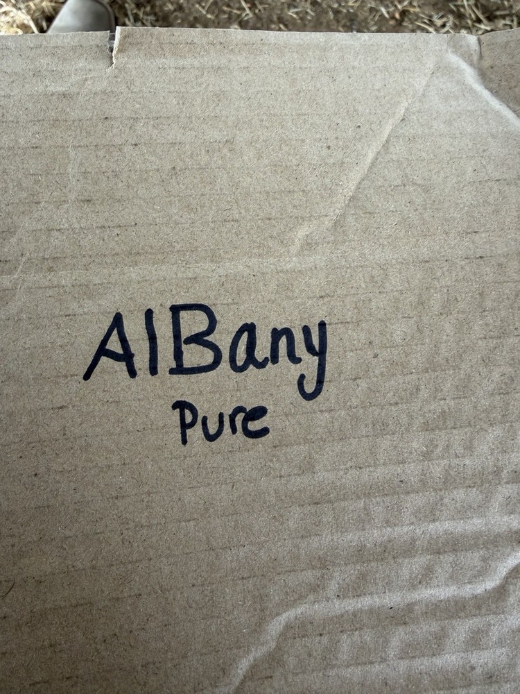 6 hatching eggs pure