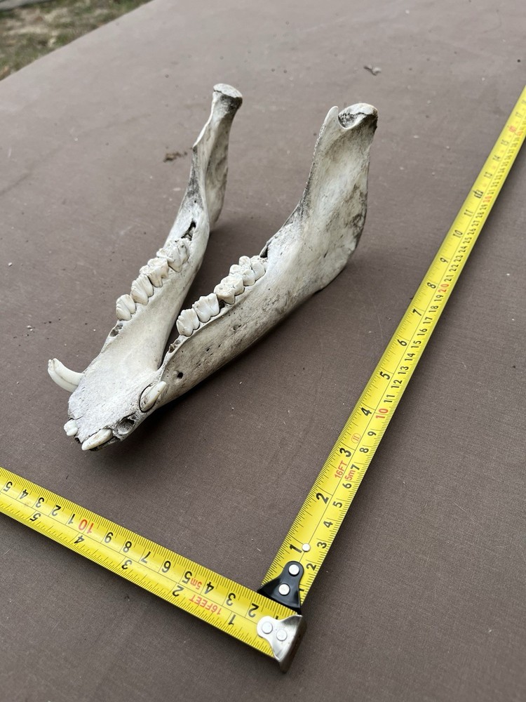 Real Lower pig hog Jaw Bone With Teeth