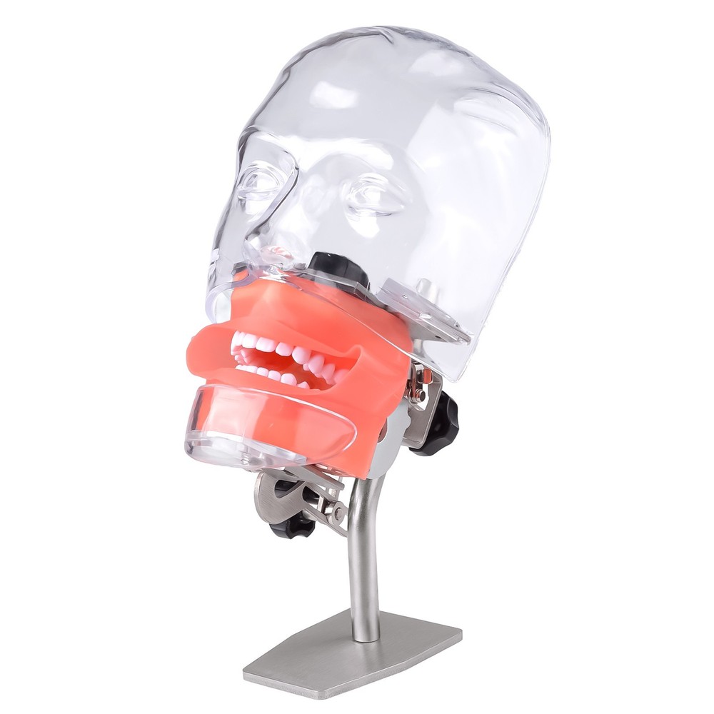 Desktop Dental Manual Manikin Simulator Phantom Head Model for Training Practice