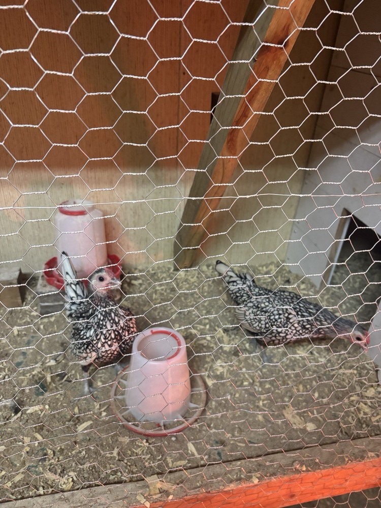 Silver Seabright Hatching Eggs - 6 Eggs