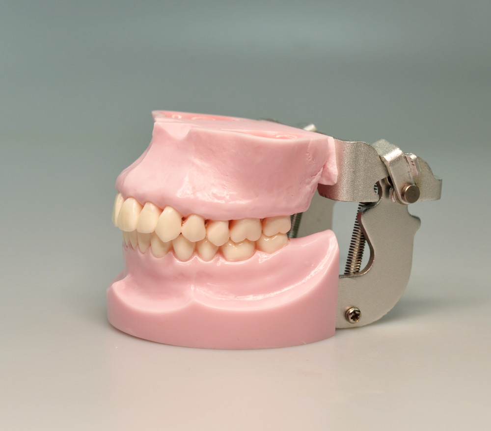 Dental Typodont Orthodontic Model Teeth Anchorage Implant Training Practice
