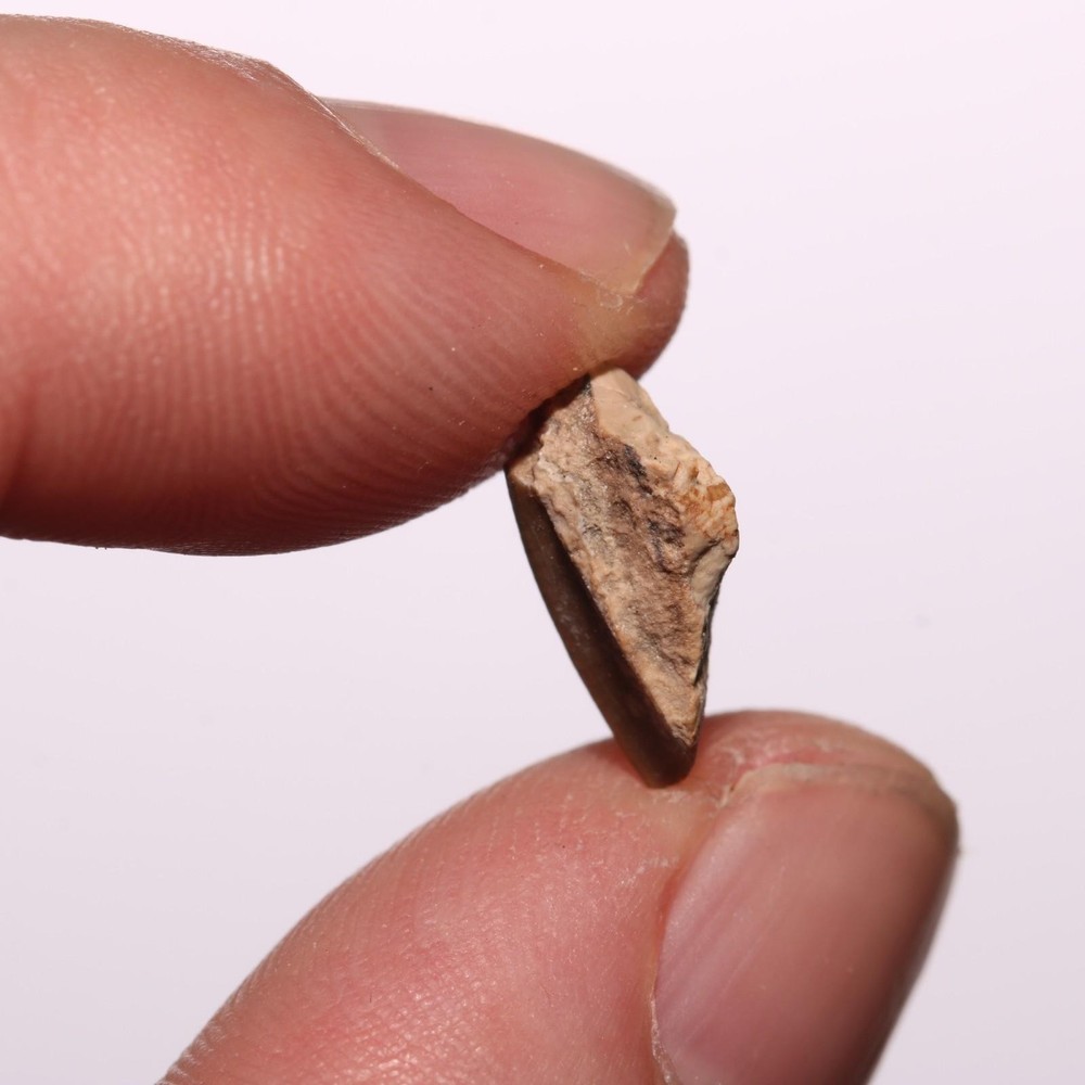 Edmontosaurus Tooth Authentic Dinosaur - Hell Creek Formation Cretaceous - GREAT