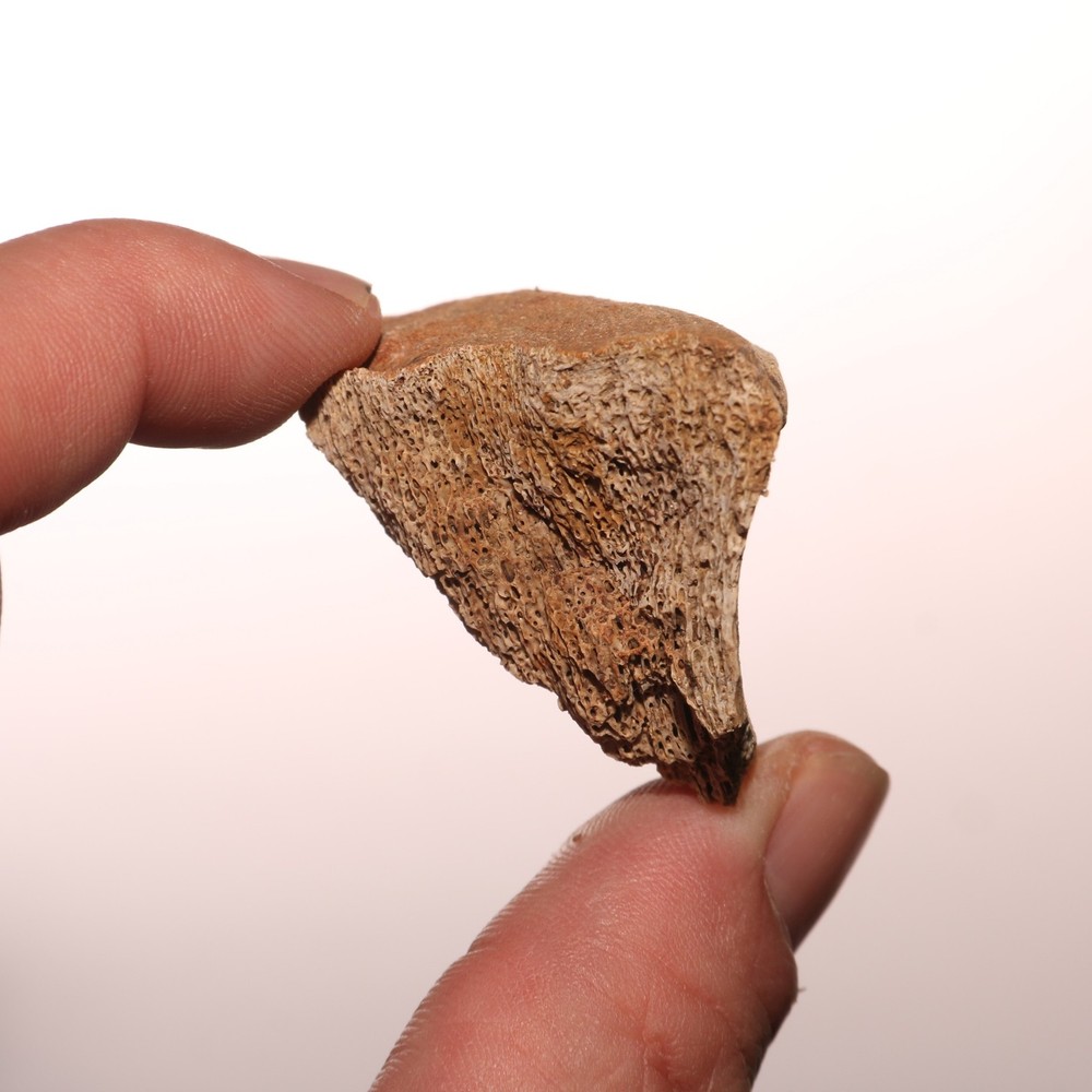 Dinosaur Vertebrae Partial - Hell Creek Formation - Nice Fossil CRETACEOUS