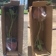 Special Packing For Live Plants