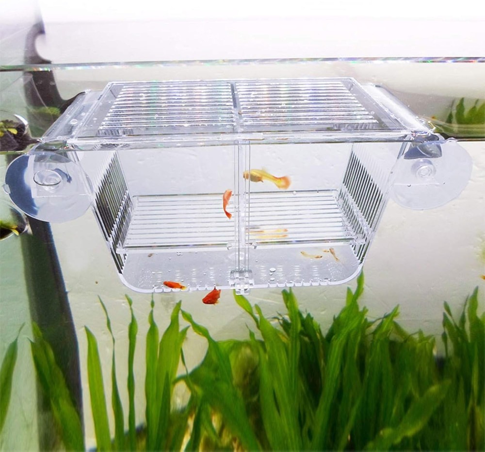 Small Acrylic Fish Breeding Box Suction Cups