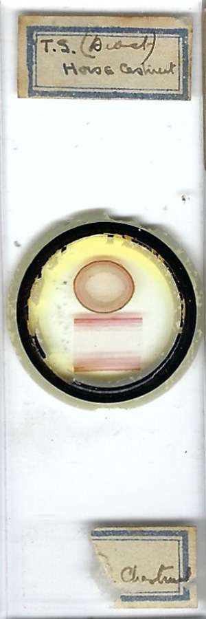 Horse Chestnut Microscope Slide