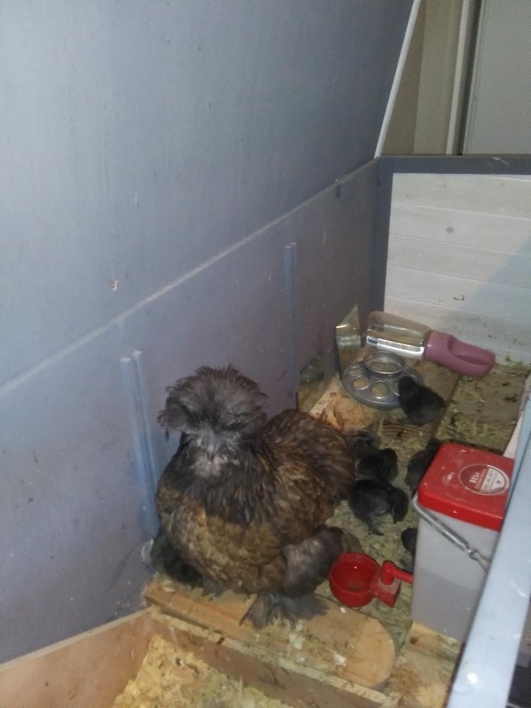 18 Silkie, Satin, Frizzle Hatching Eggs